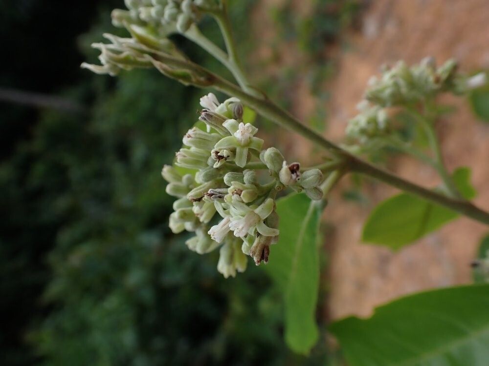 Dichapetalum congoense — houseplant care guide