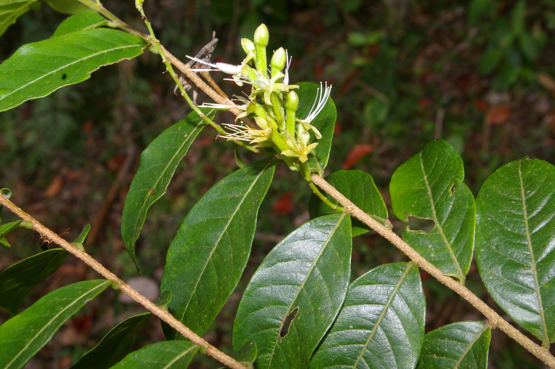Hirtella tubiflora flower
