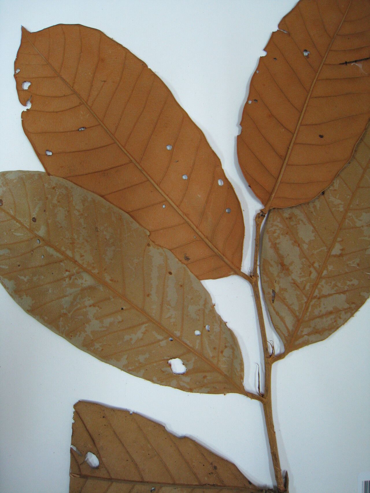 Couepia magnoliifolia — houseplant care guide