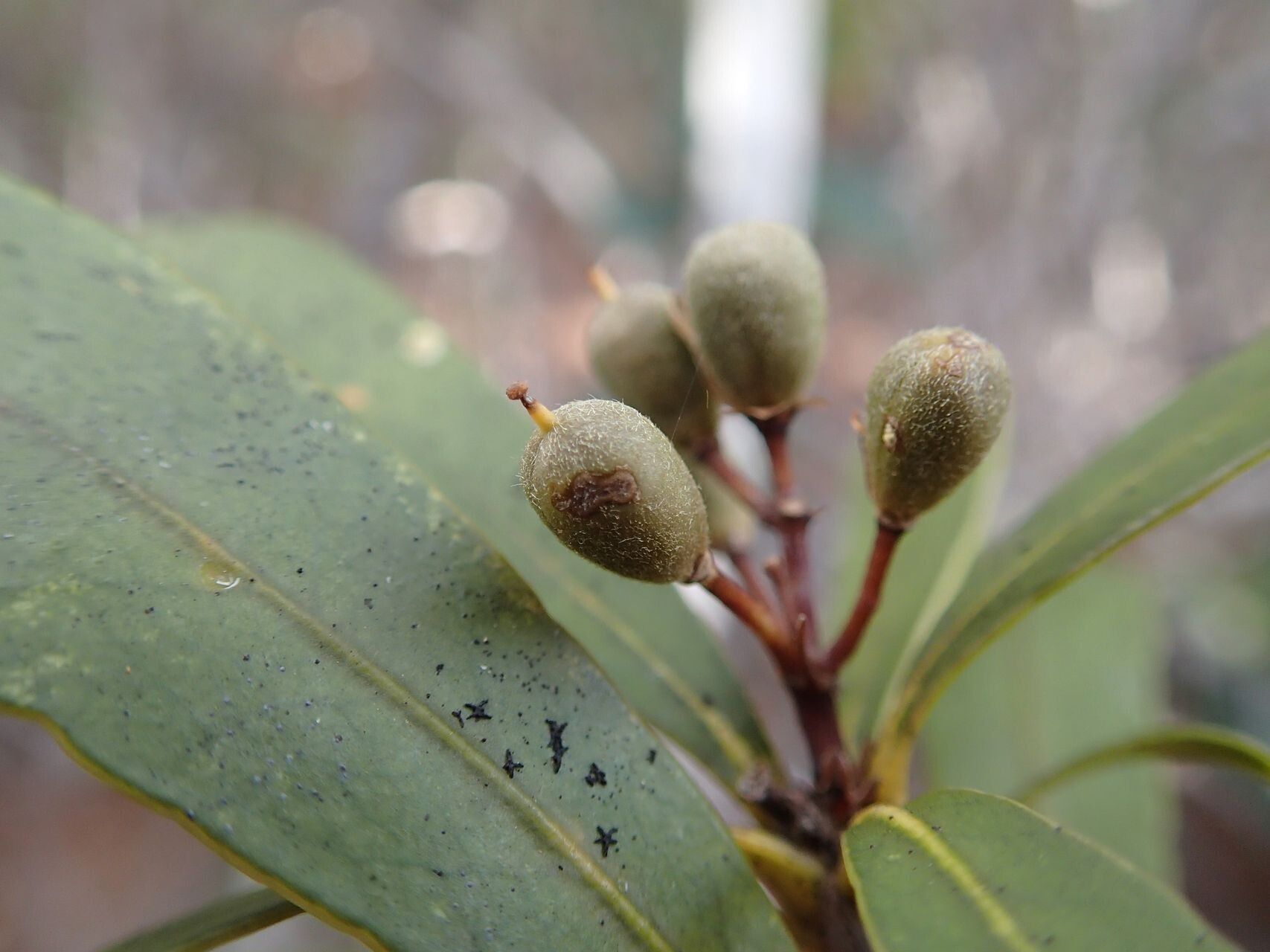 Pittosporum croceum fruit