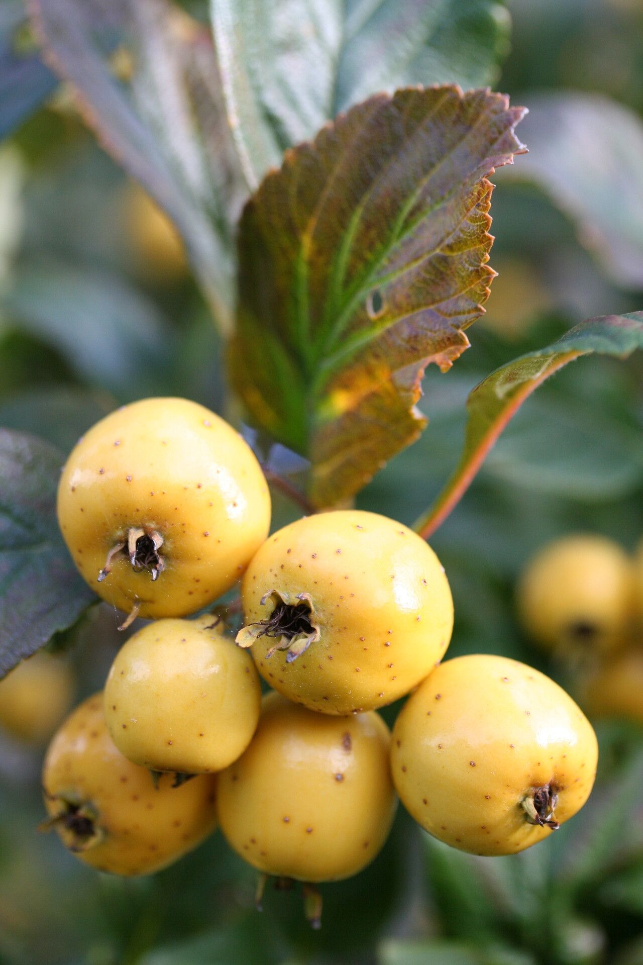 Crataegus gracilior — search result for 'Crataegus'