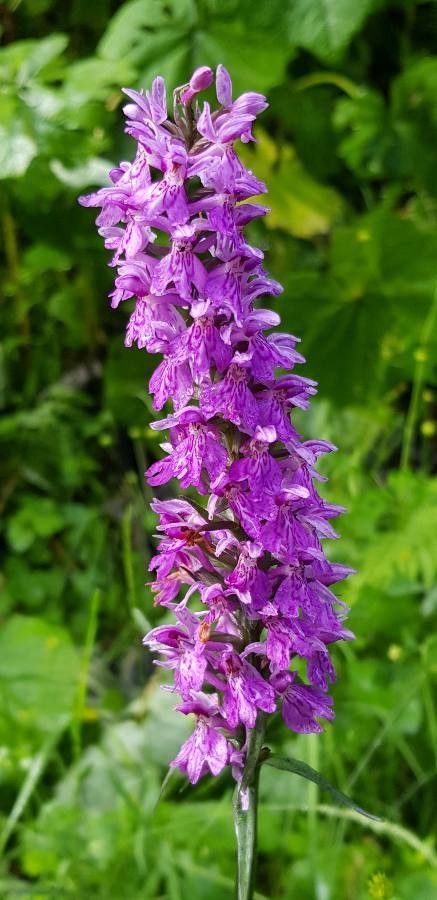 Dactylorhiza majalis flower
