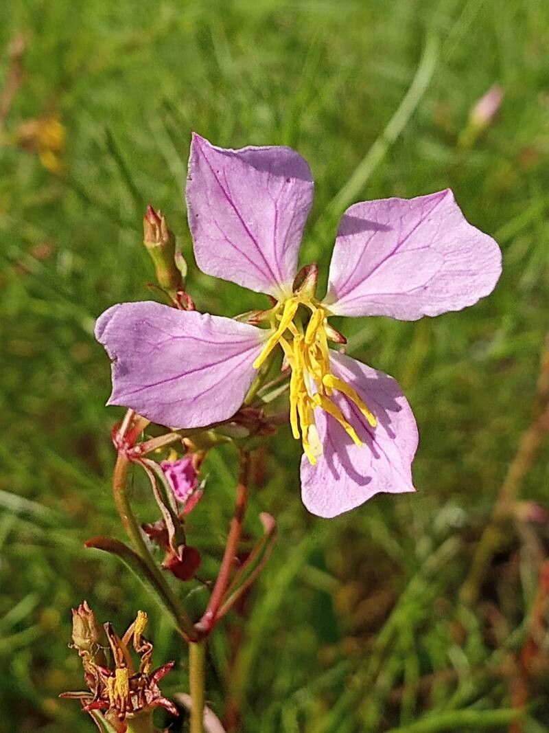Rhexia mariana flower
