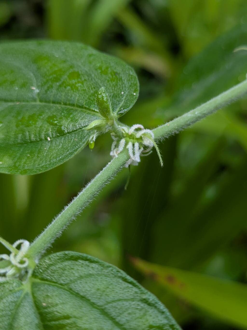 Pouzolzia obliqua flower