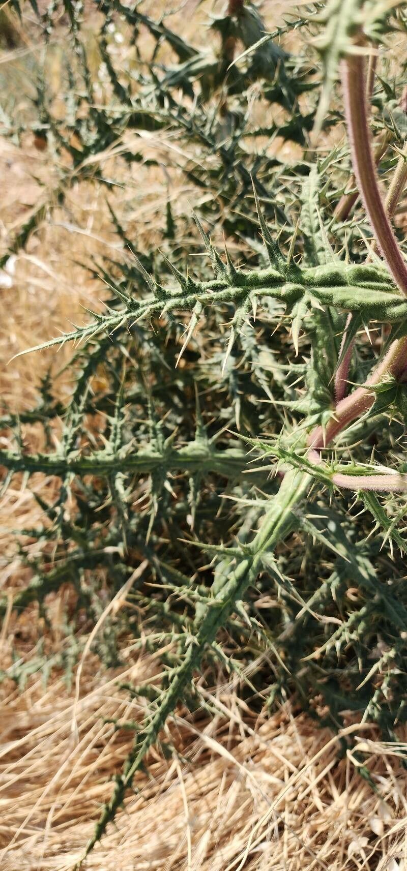 Echinops macrophyllus leaf