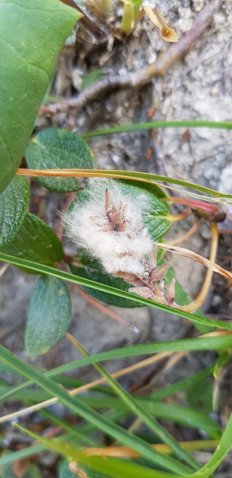 Salix reticulata fruit