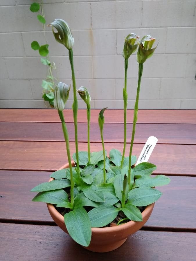Pterostylis curta flower