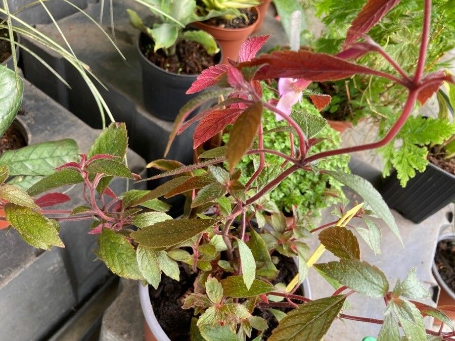 Achimenes grandiflora leaf