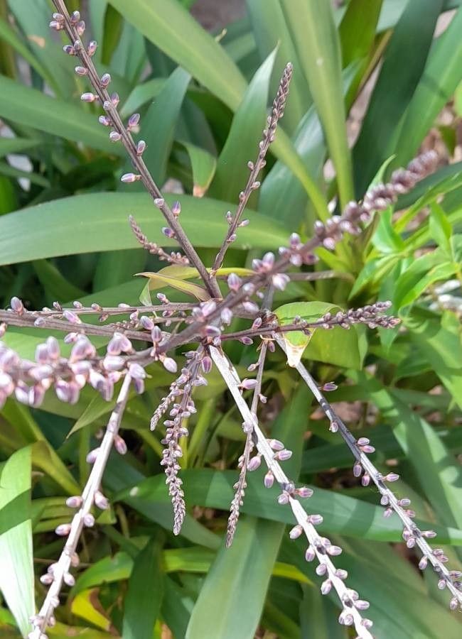 Cordyline stricta flower