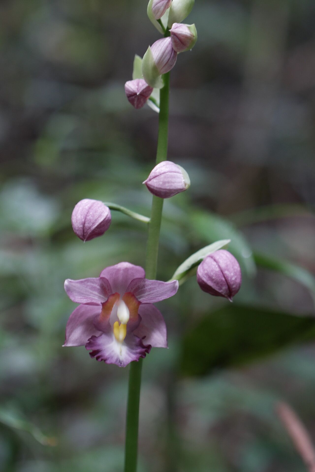 Calanthe humblotii — houseplant care guide