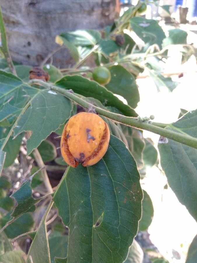 Diospyros dichrophylla — search result for 'Ebenaceae'