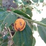 Diospyros dichrophylla