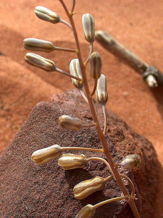 Drimia noctiflora flower