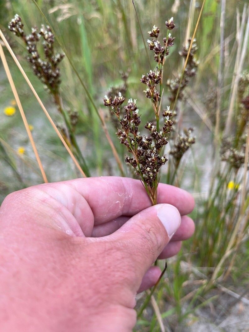 Juncus anceps flower
