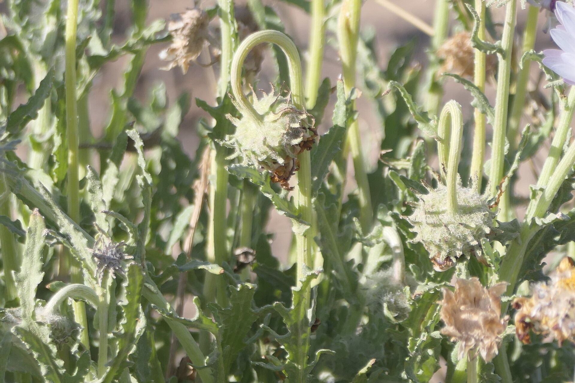 Arctotis leiocarpa — houseplant care guide