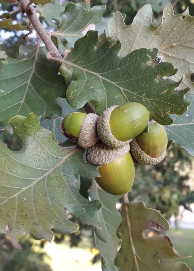 Quercus pubescens fruit