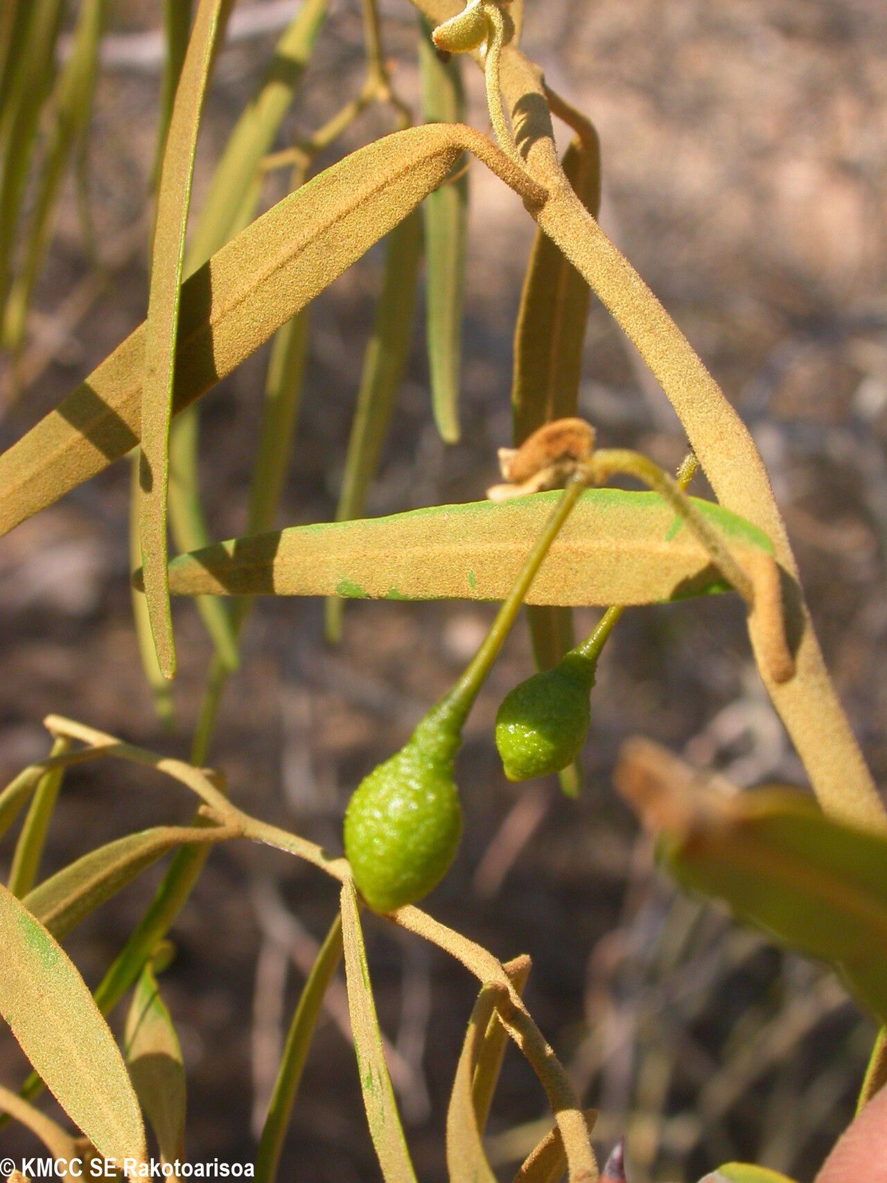 Capparis chrysomeia fruit