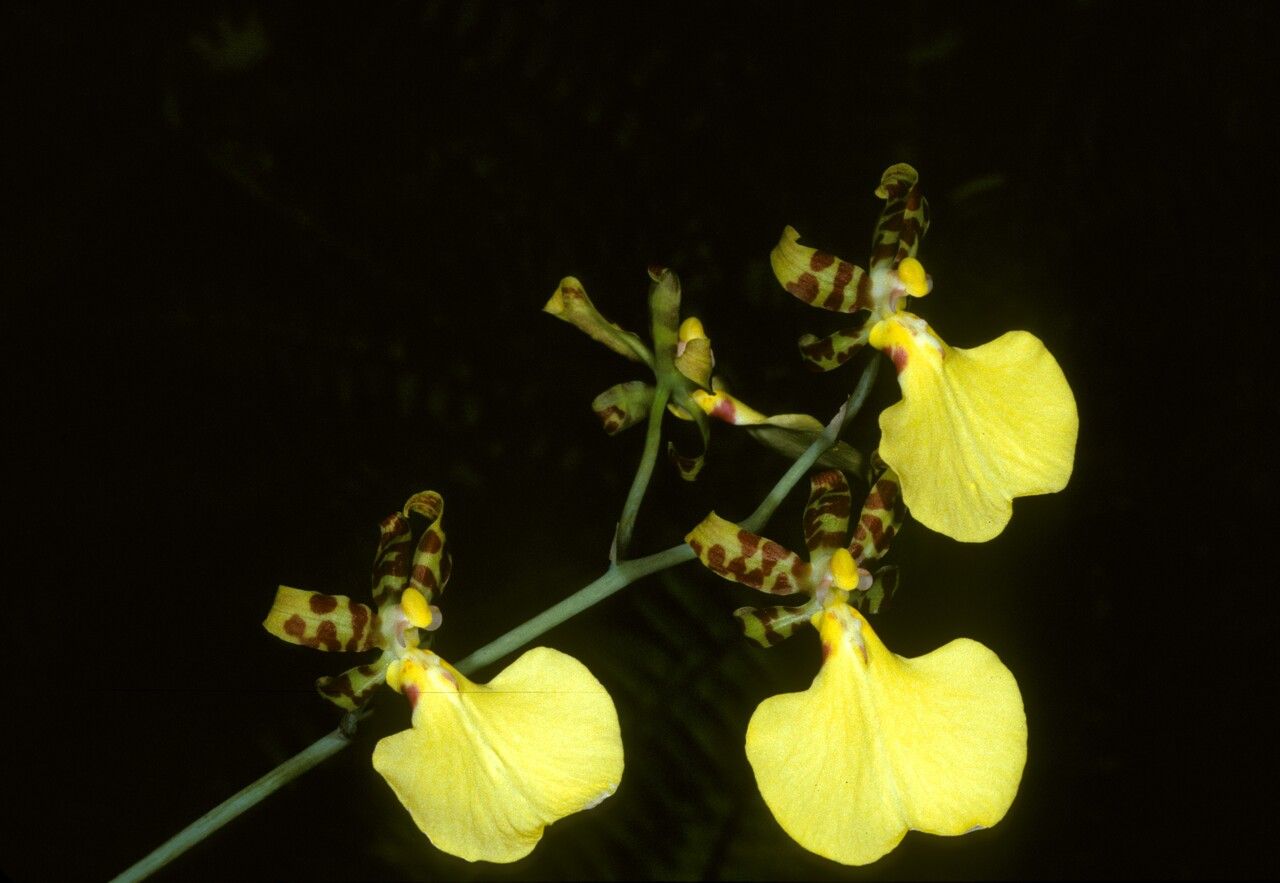Trichocentrum splendidum flower