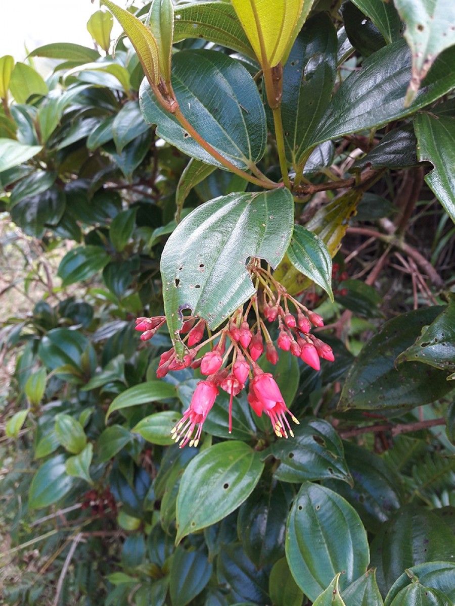 Miconia coccinea flower
