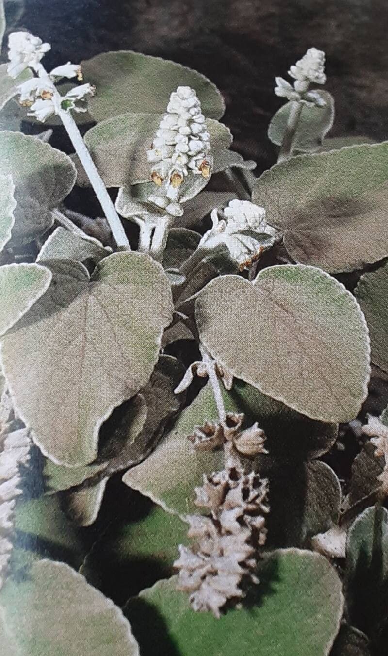 Sideritis cretica habit