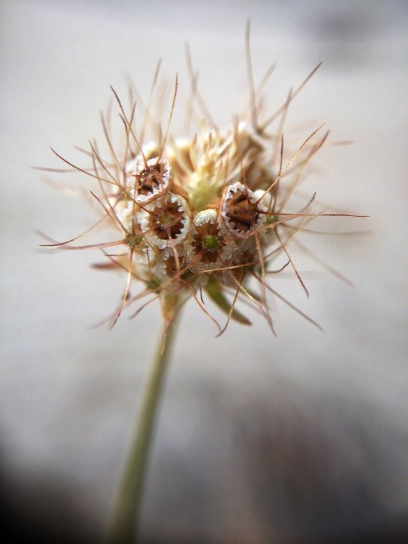 Scabiosa arenaria flower
