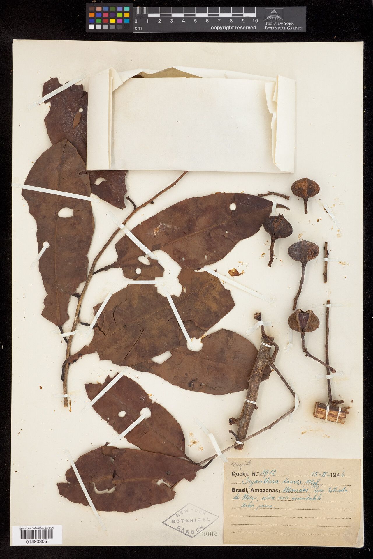 Iryanthera laevis fruit