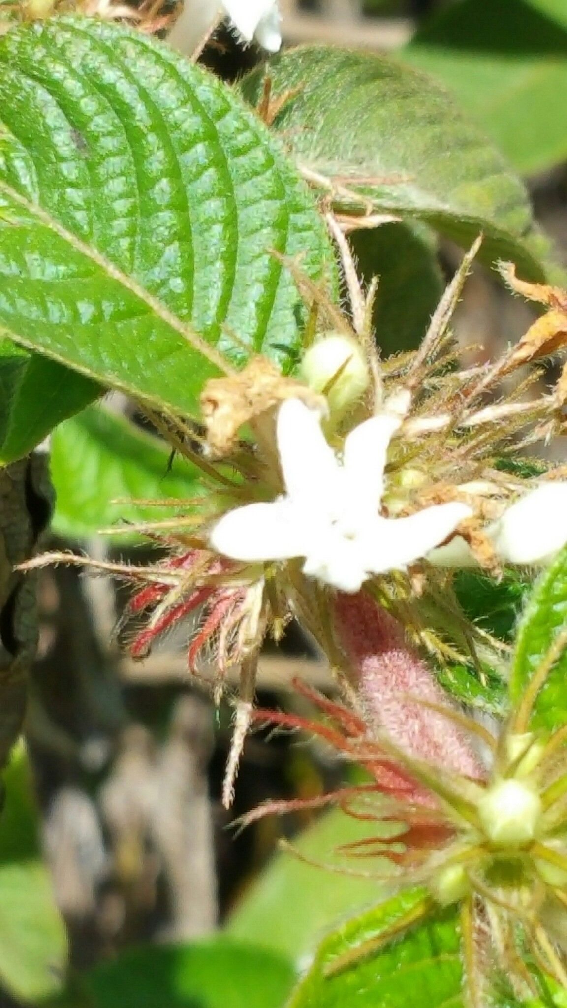 Sabicea diversifolia — houseplant care guide