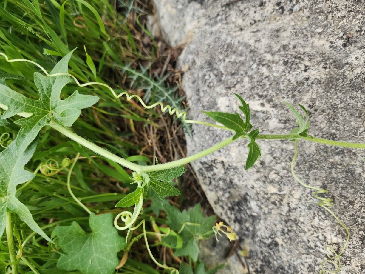Bryonia monoica bark