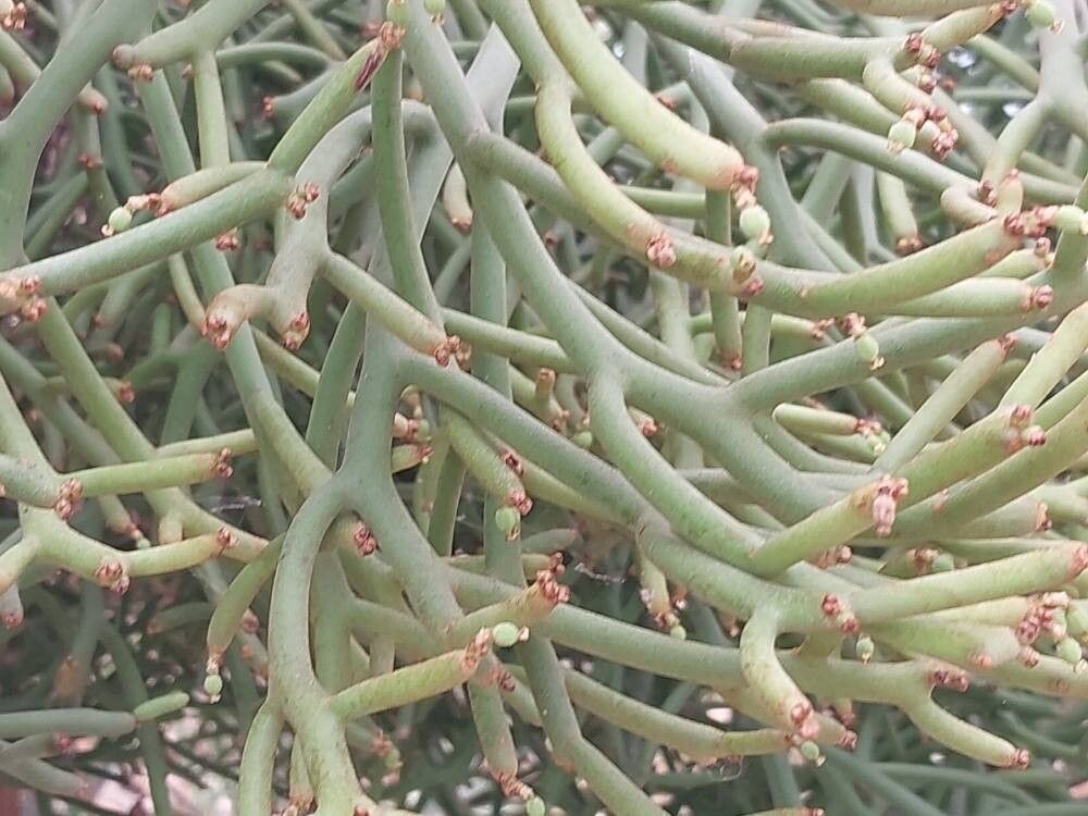Euphorbia arahaka — houseplant care guide