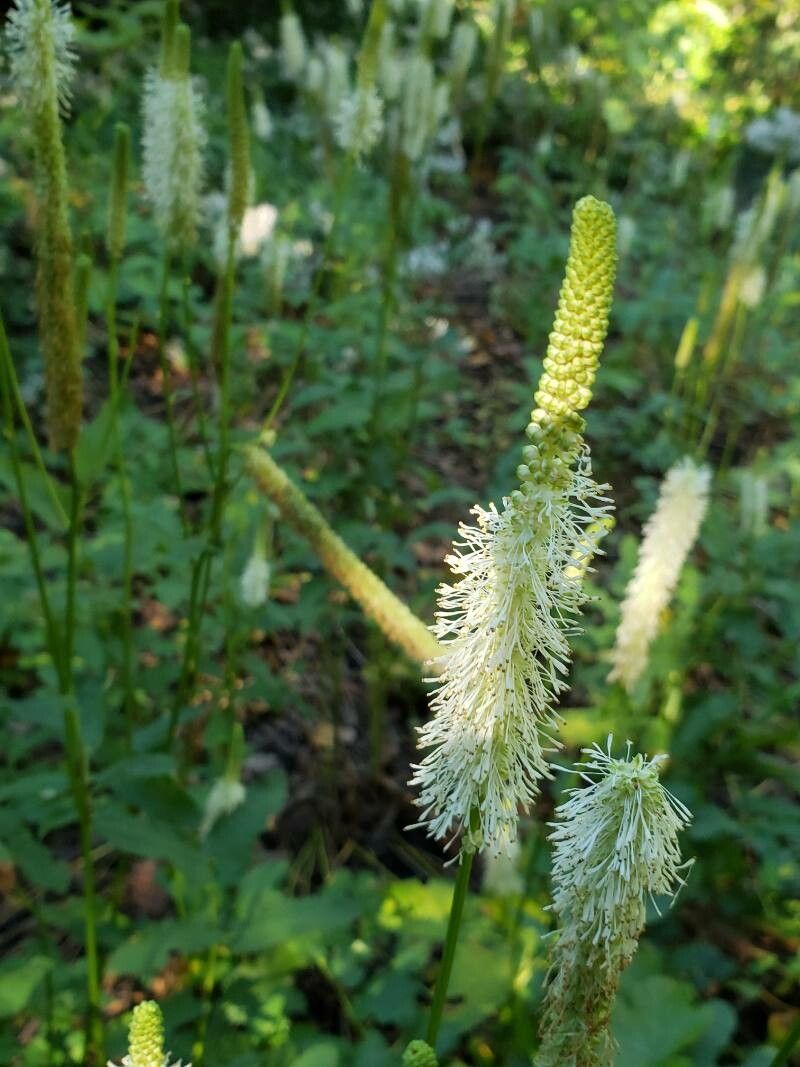 Sanguisorba canadensis flower