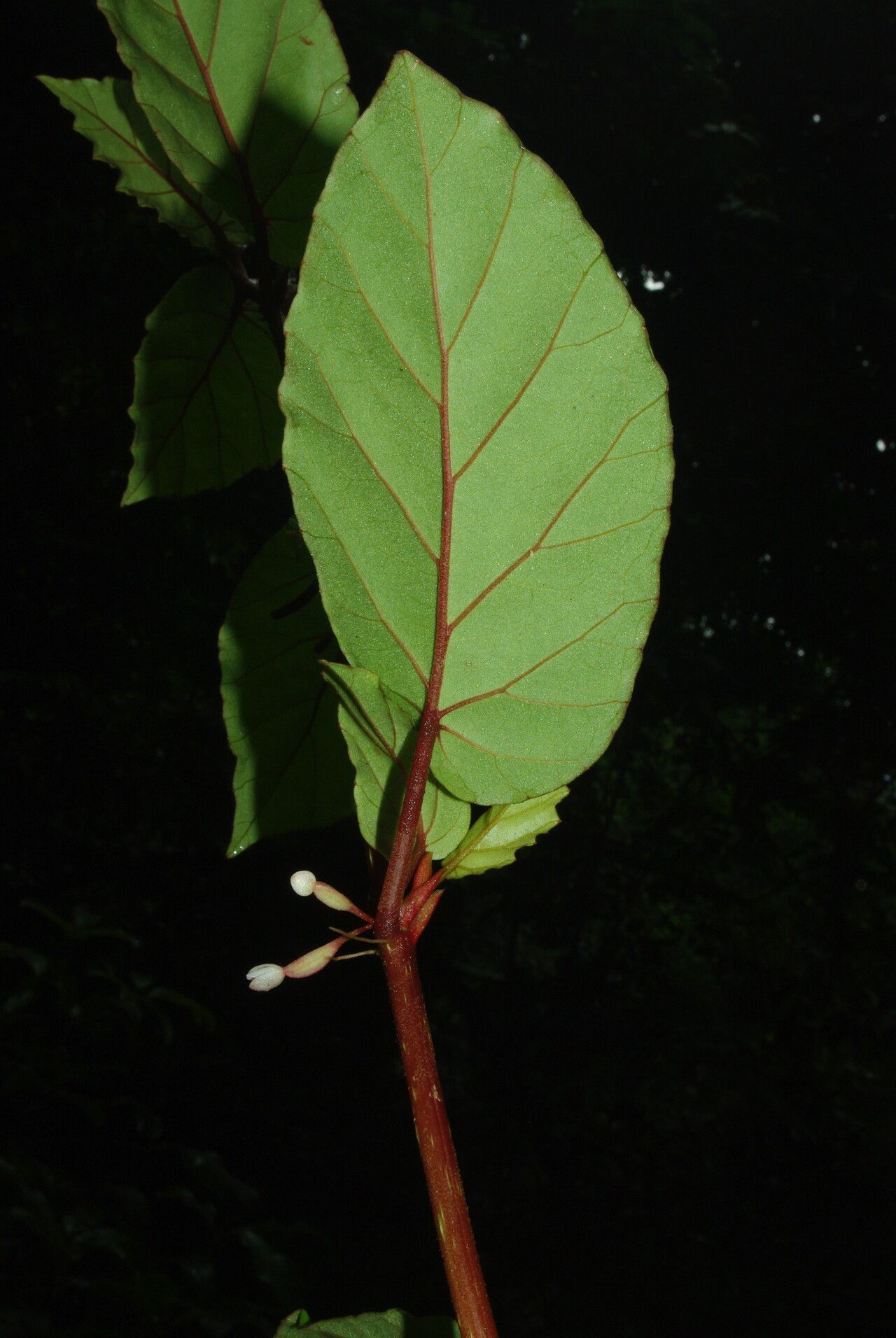 Begonia fusialata leaf
