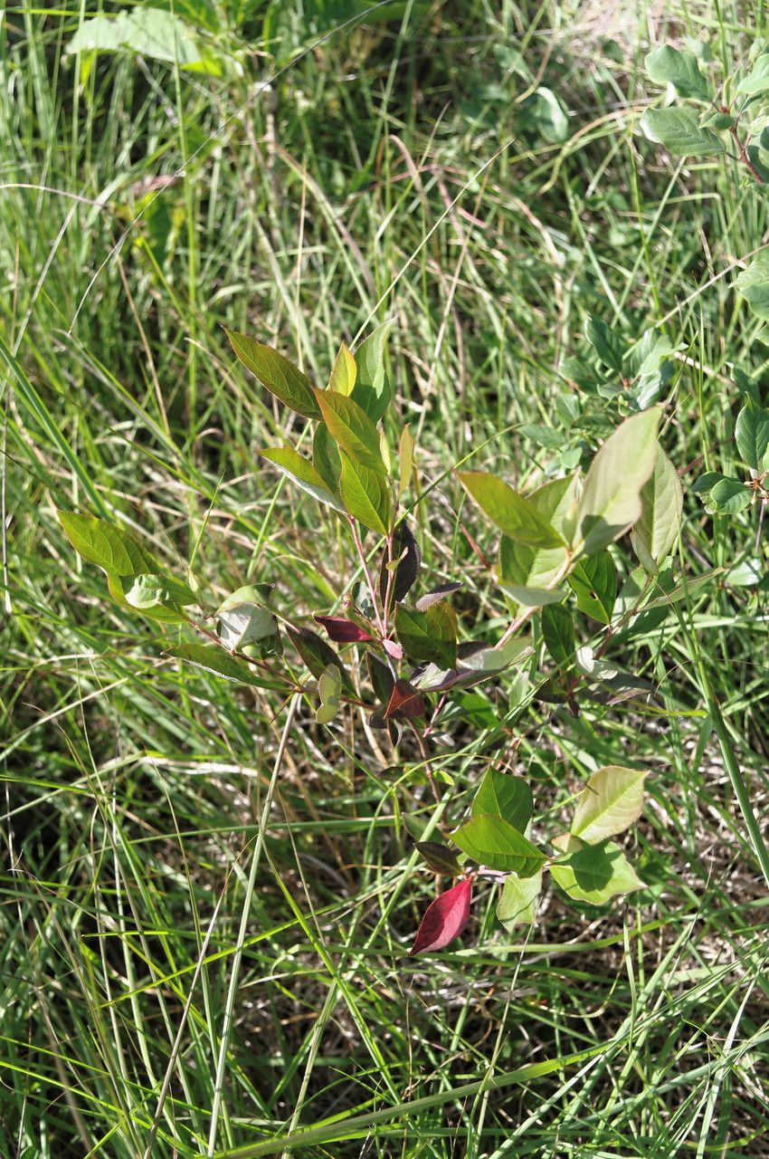 Aronia × prunifolia habit