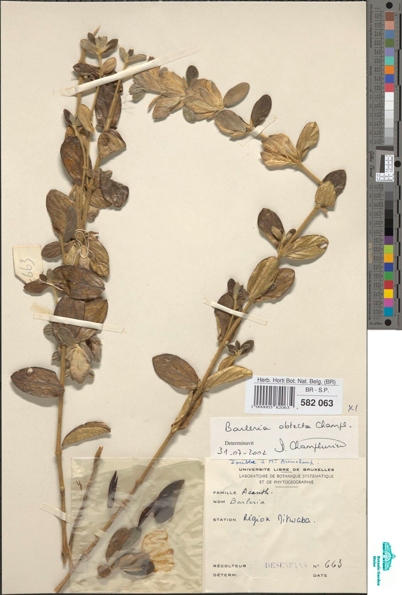 Barleria obtecta — houseplant care guide