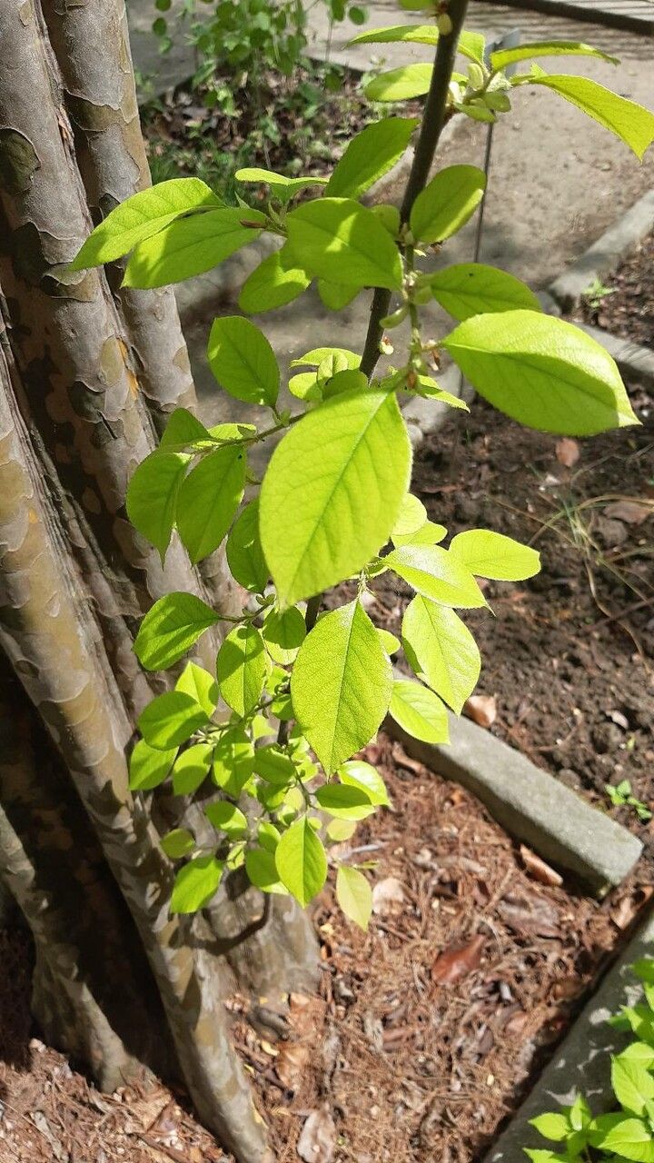 Pseudocydonia sinensis leaf