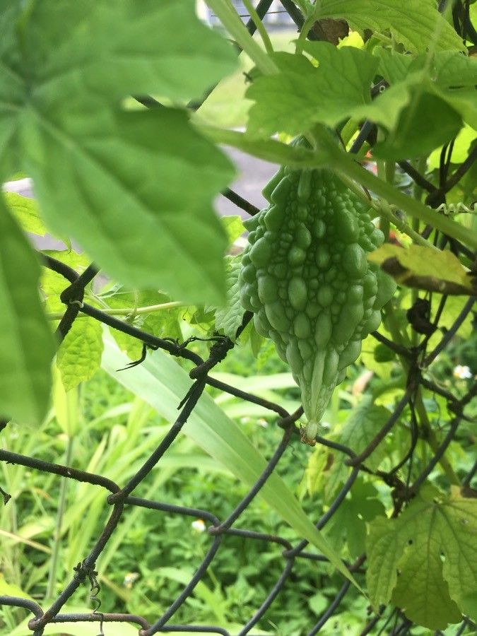 Momordica balsamina fruit