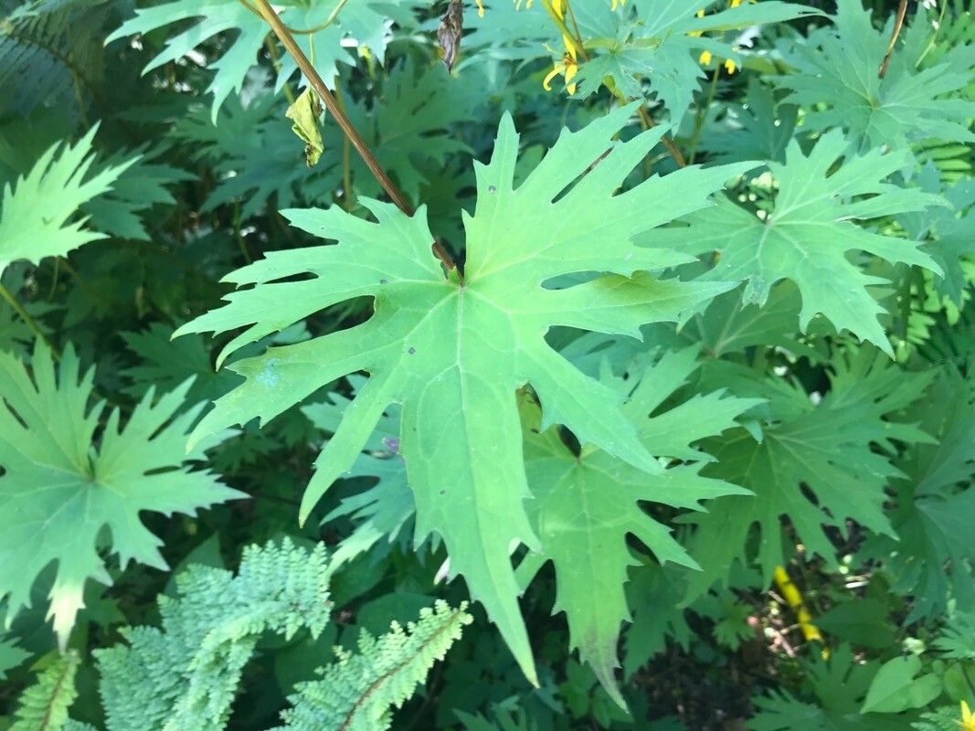 Ligularia przewalskii leaf