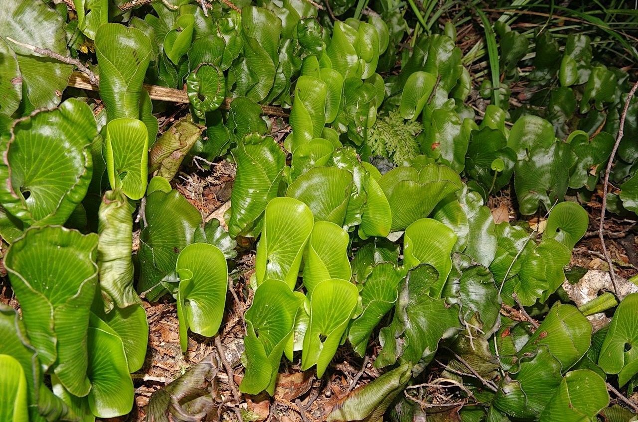 Cardiomanes reniforme — houseplant care guide