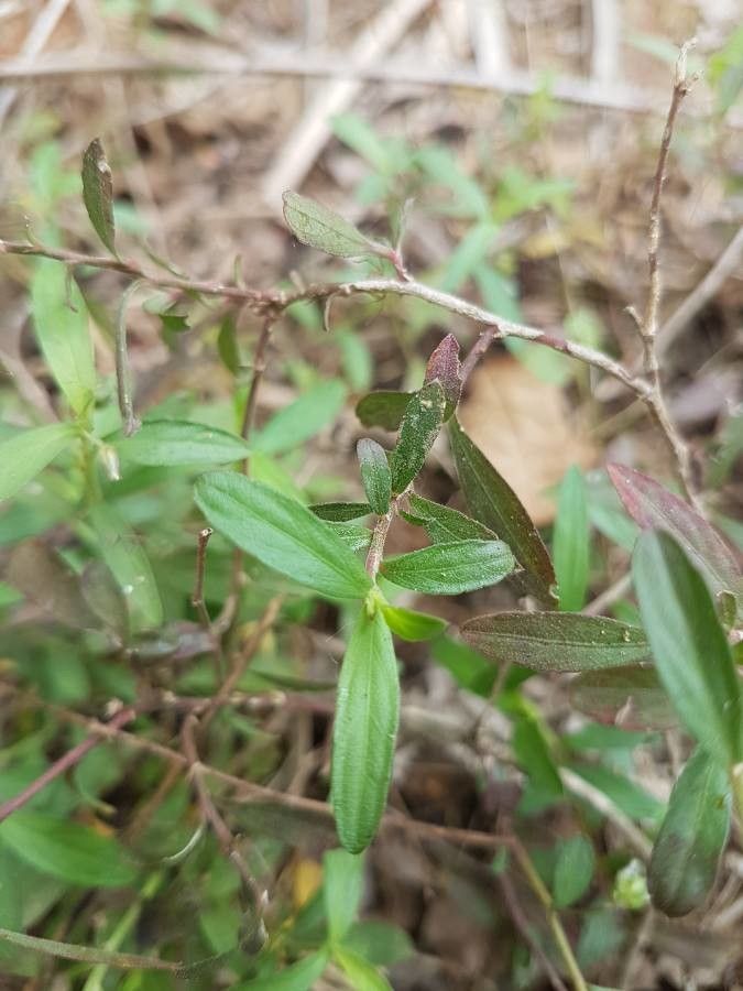 Hybanthus enneaspermus — houseplant care guide