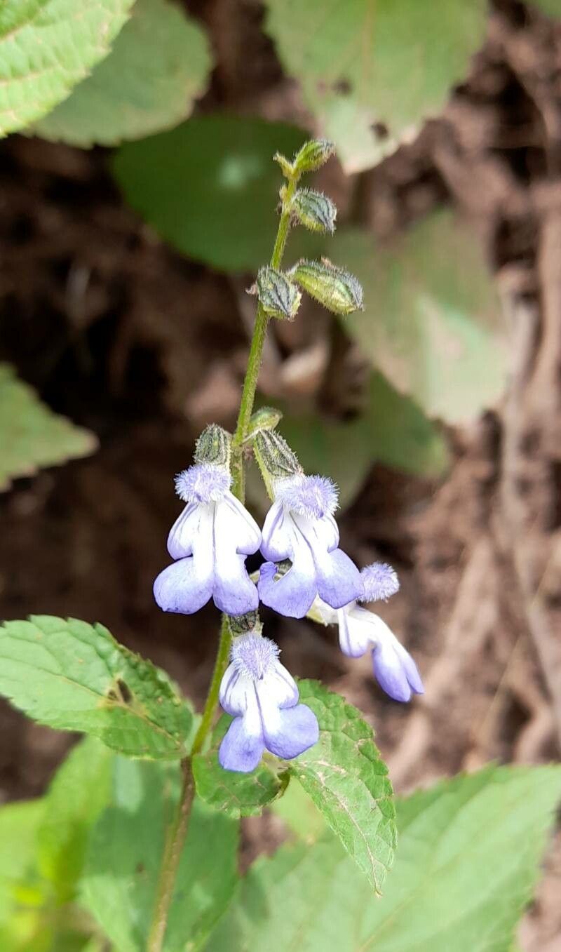 Salvia rypara flower