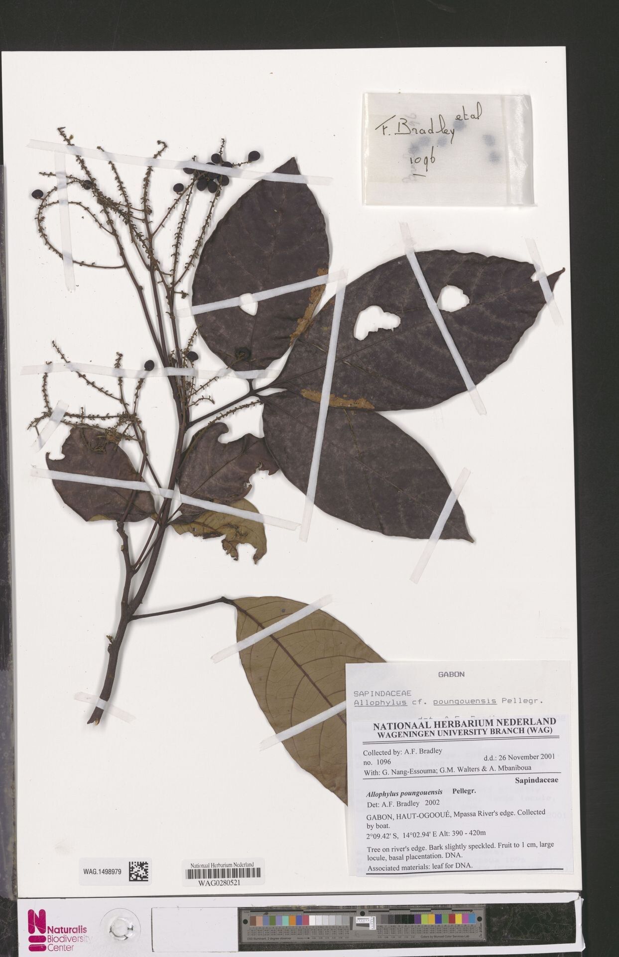 Allophylus poungouensis — houseplant care guide