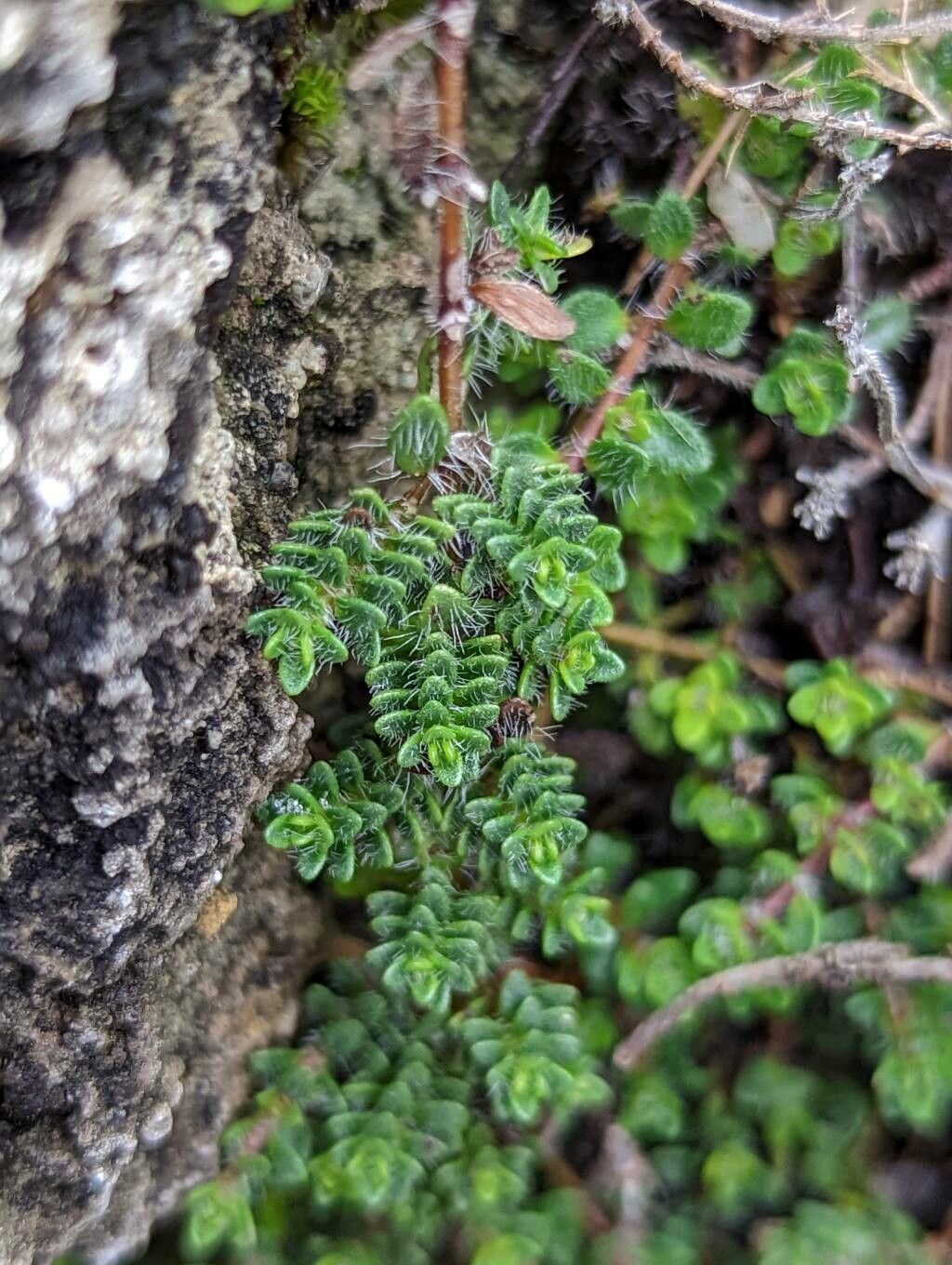 Thymus villosus leaf