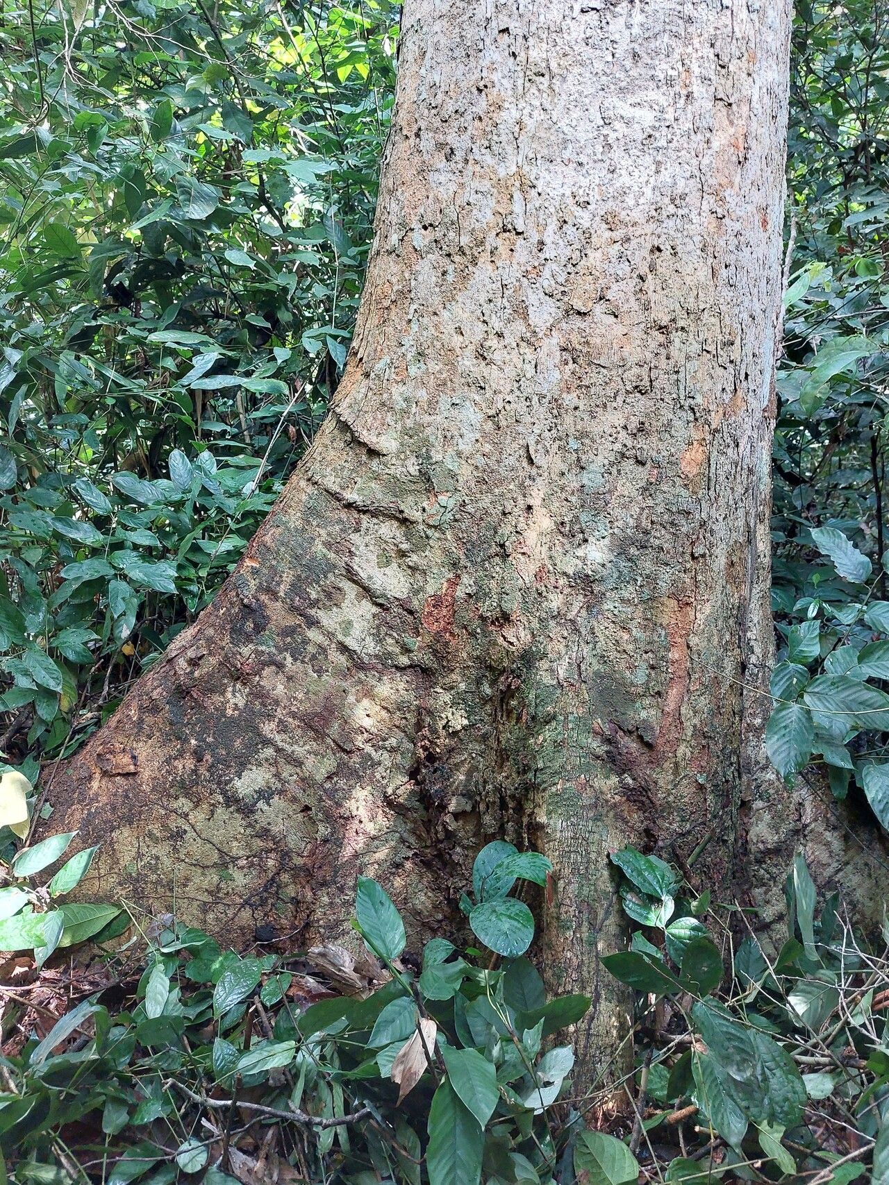 Parinari hypochrysea bark