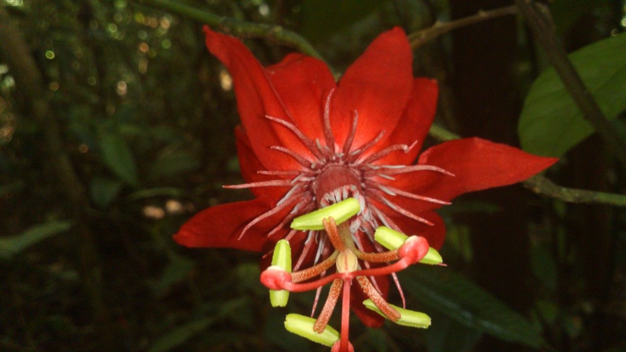 Passiflora vitifolia flower