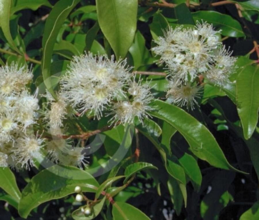 Syzygium anisatum flower