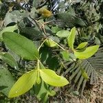 Sonneratia caseolaris