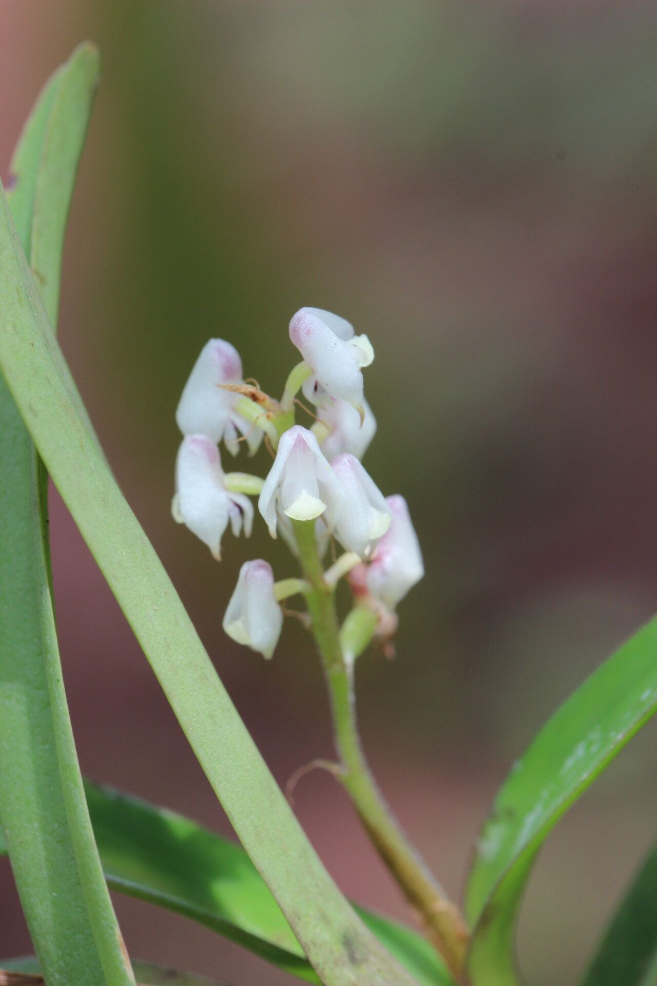 Polystachya elegans flower
