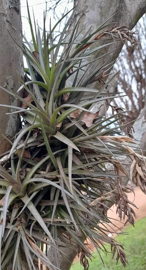 Tillandsia recurvifolia habit