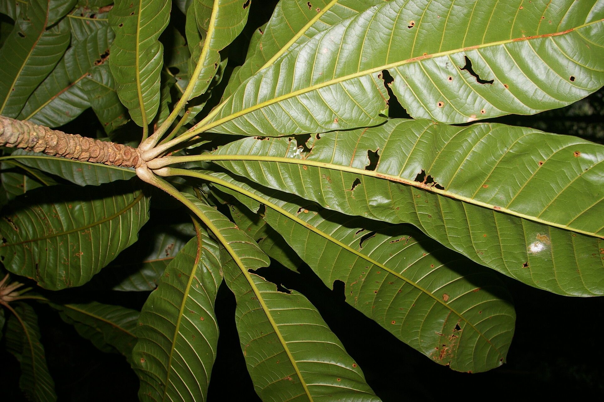 Pouteria congestifolia bark