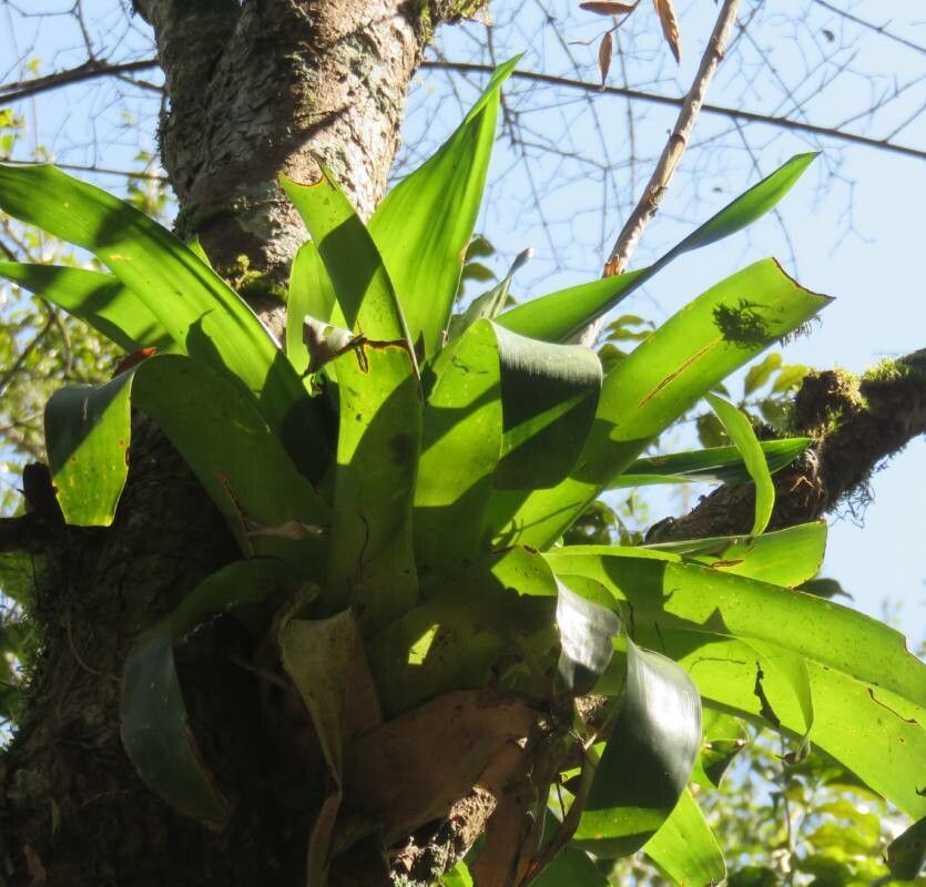 Vriesea friburgensis — search result for 'Vriesea'