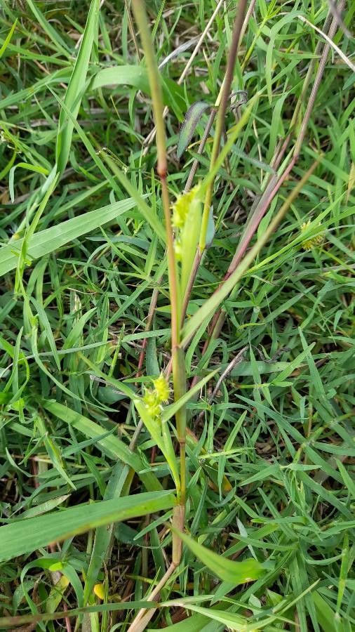 Cenchrus spinifex other